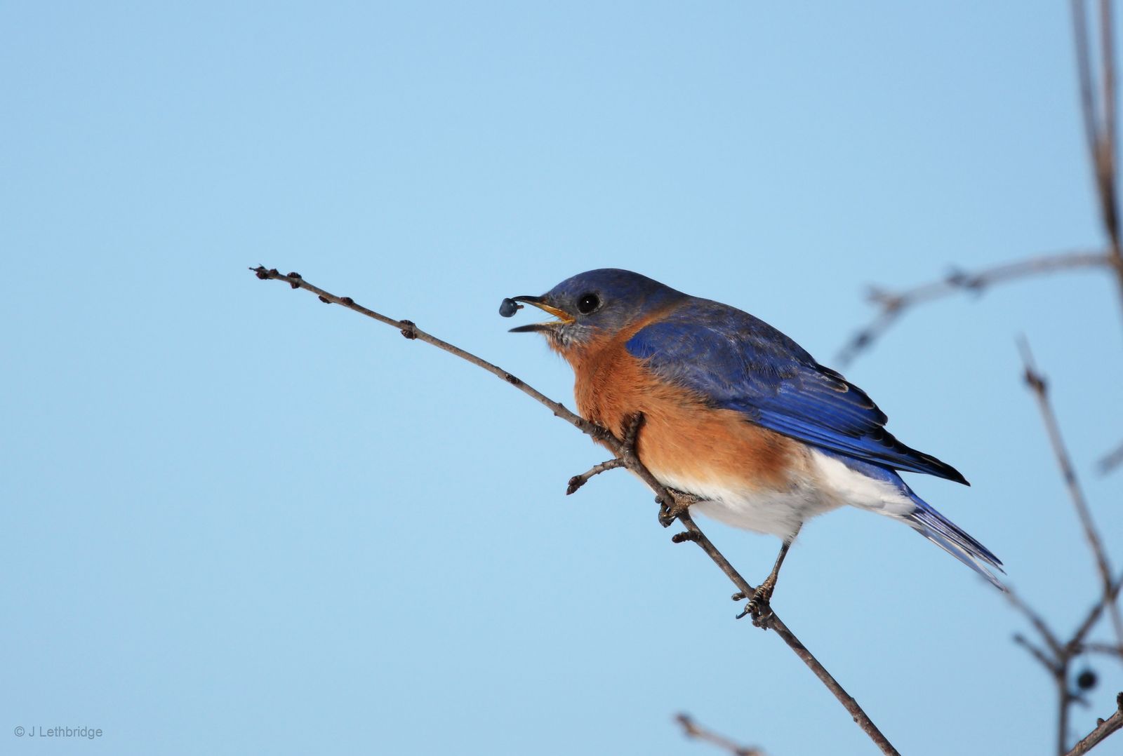 What are the interest rates and penalties with a Bluebird checking account?